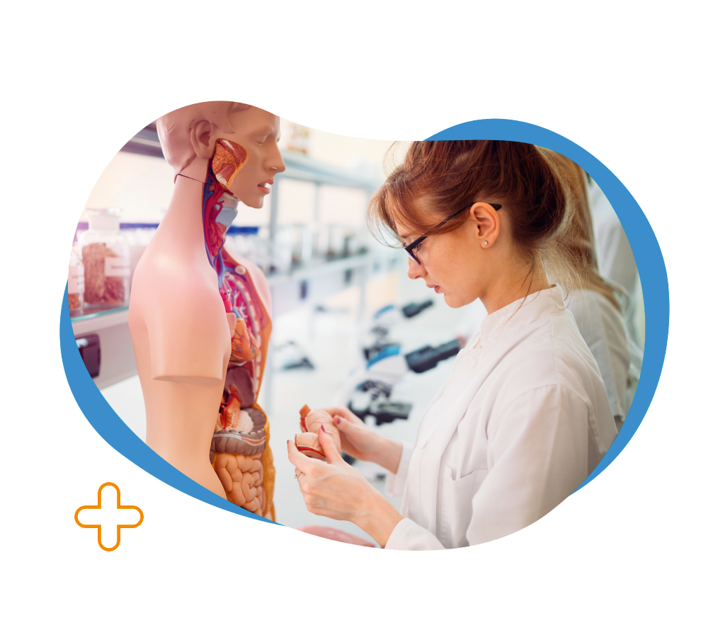 Frau im weißen Laborkittel arbeitet in einem Labor an einem anatomischen Modell des menschlichen Körpers.